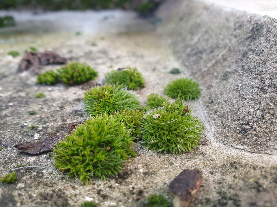 Something moss be done...