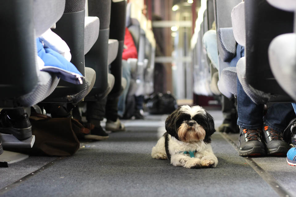 Dog on TGV
