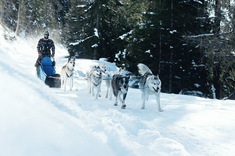 Husky sledding in Ste Foy